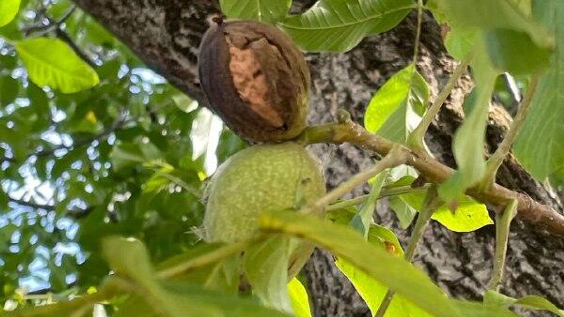 Ҭагалан ҳазнысуа-ҳазҭысуа аамҭацқәа 15 Ҭагалан ҳазнысуа-ҳазҭысуа аамҭацқәа 15 - Sputnik Аҧсны, 1920, 30.10.2025