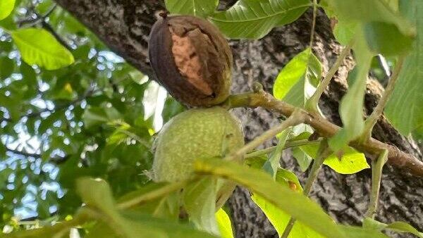 Ҭагалан ҳазнысуа-ҳазҭысуа аамҭацқәа 15 - Sputnik Аҧсны