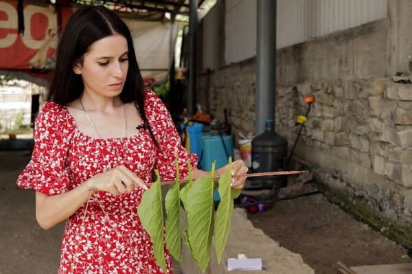 Ҳамидан Гәымԥҳа апроект &quot;Аԥсы ҭоуп ҳара ҳхәышҭаара&quot; аҟнытә - Sputnik Аҧсны