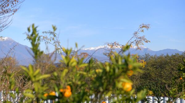 Буйволиная ферма в с.Моква - Sputnik Абхазия