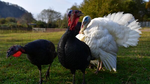 Индиюки на свободном выгуле - Sputnik Абхазия