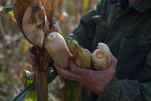 Кукурузу собирают вручную - Sputnik Абхазия