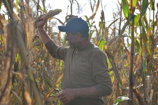 Роин Габуния – хозяин кукурузной плантации в селе Уарча - Sputnik Абхазия