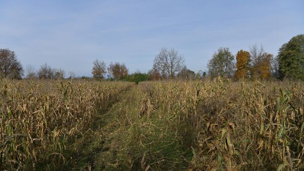 Сбор урожая кукурузы в с.Уарча - Sputnik Абхазия