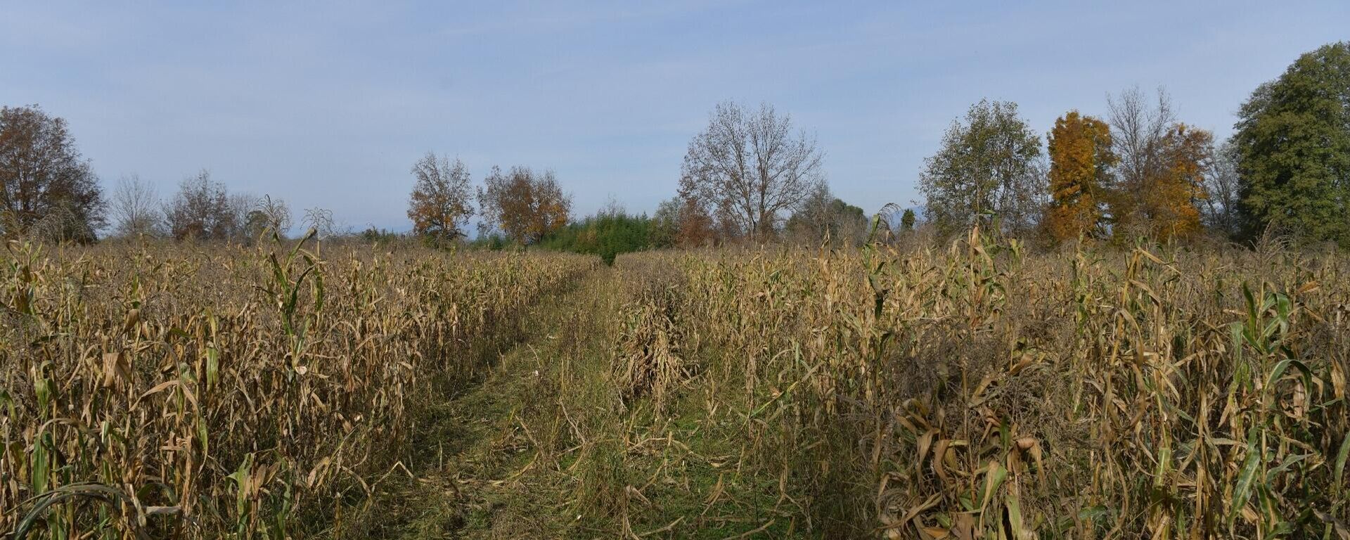 Сбор урожая кукурузы в с.Уарча - Sputnik Абхазия, 1920, 22.01.2026