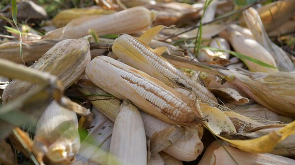 Сбор урожая кукурузы в с.Уарча - Sputnik Абхазия