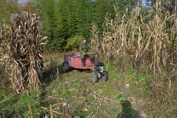 Кукуруза – неотъемлемая часть абхазской культуры и кухни - Sputnik Абхазия