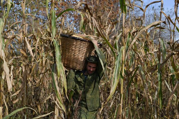 Зерна кукурузы также служат кормом для домашних птиц. - Sputnik Абхазия