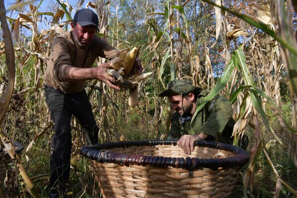Семейный сбор кукурузы не только полезное занятие, но и веселое - Sputnik Абхазия
