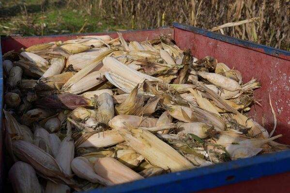 Зерна кукурузы перемалывают и превращают в муку, из которой в Абхазии готовят мамалыгу - Sputnik Абхазия