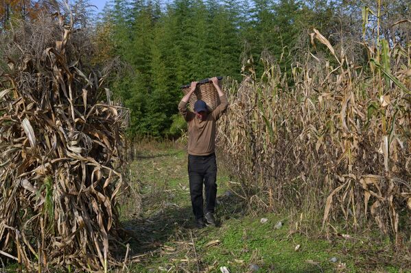Собирают кукурузу в плетенные корзины - Sputnik Абхазия