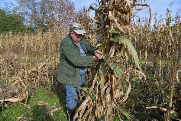 Sputnik побывал в селе Уарча, где каждый год выращивают кукурузу - Sputnik Абхазия