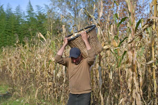 В основном в Абхазии выращивают белую кукурузу или, как еще ее называют, сахарной - Sputnik Абхазия