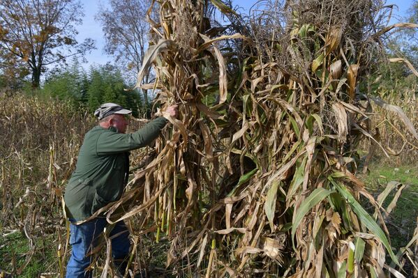 Стволы кукурузы складывают в стога, чтобы зимой ими кормить скотину - Sputnik Абхазия