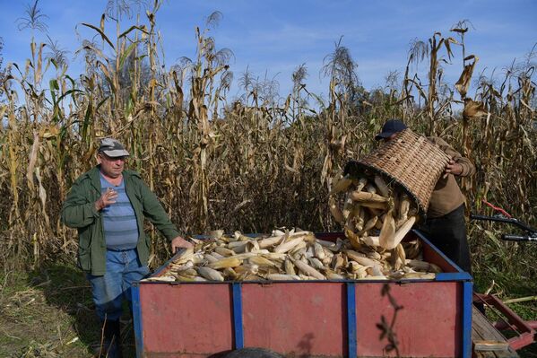 Сбор кукурузы – семейное дело крестьян - Sputnik Абхазия