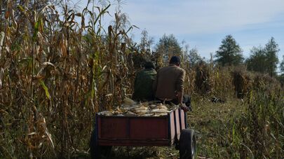 Сбор урожая кукурузы в с.Уарча