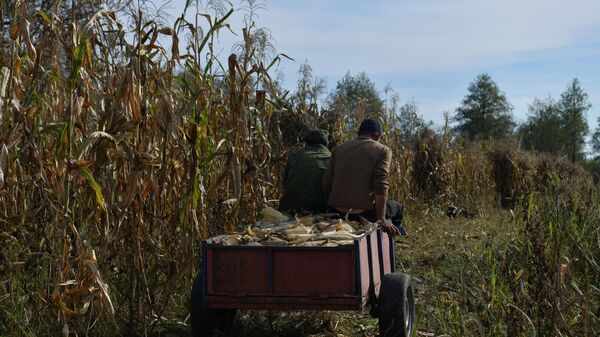 Сбор урожая кукурузы в с.Уарча - Sputnik Абхазия