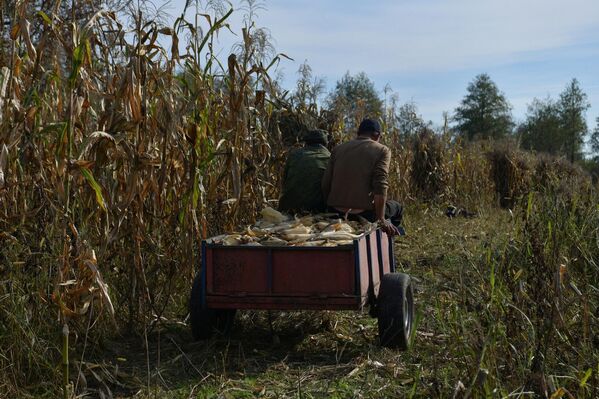 Вывоз кукурузы из плантации - Sputnik Абхазия