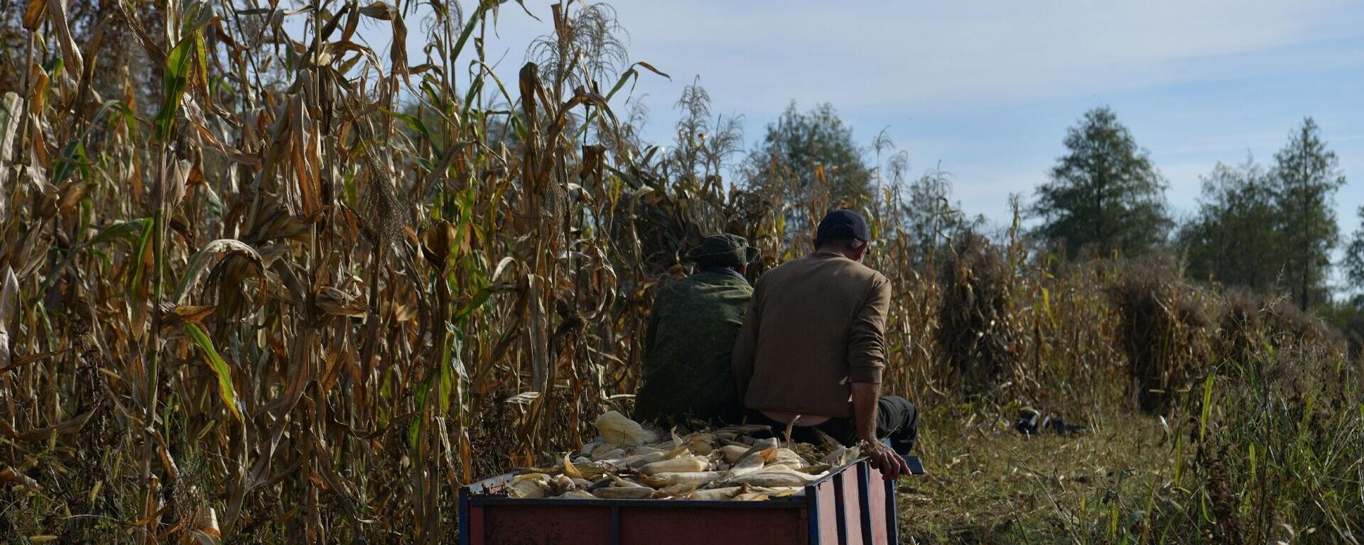 Сбор урожая кукурузы в с.Уарча - Sputnik Абхазия, 1920, 07.04.2026