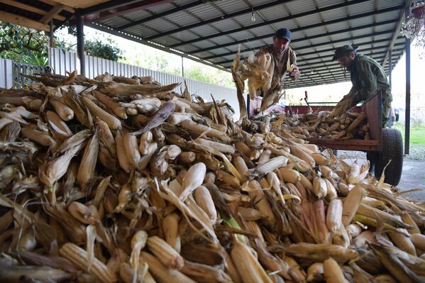 В Абхазии наступила осень и это значит, что настало время сбора кукурузы - Sputnik Абхазия