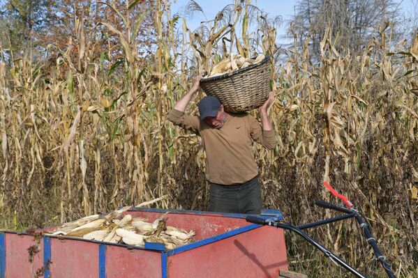 Кукурузные плантации в Абхазии могут достигать нескольких гектаров - Sputnik Абхазия