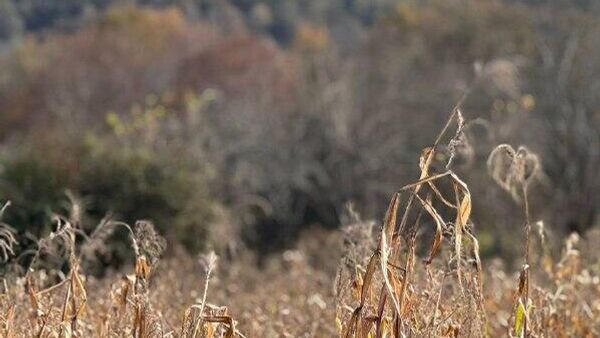 Ауааҳә аура — аԥсуаа ржәытәӡатәи патронимикатә нхашьа-бзазашьа зныԥшуа еицхыраара хкуп, абашьҭрақәа рҽеидкыланы ианынхозтәи аамҭақәа ирцырҟьоуп - Sputnik Аҧсны