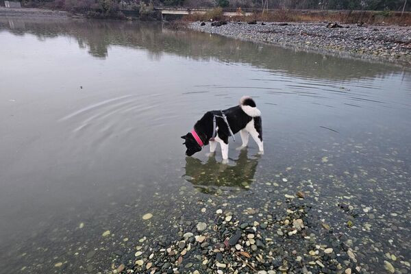 Собака Нэсси у реки Мачара - Sputnik Абхазия