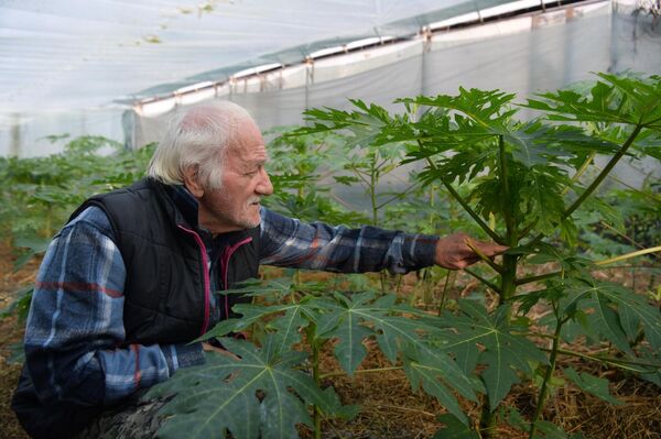 Выращивание папайи в теплице Валерием Нармания в г.Сухум - Sputnik Абхазия