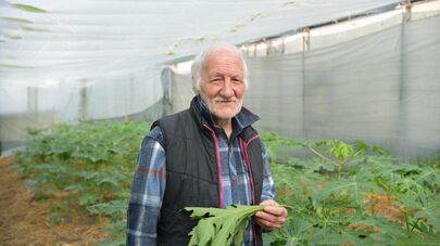 Выращивание папайи в теплице Валерием Нармания в г.Сухум