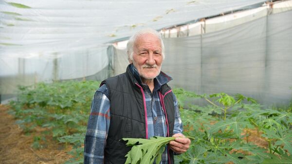 Выращивание папайи в теплице Валерием Нармания в г.Сухум - Sputnik Абхазия