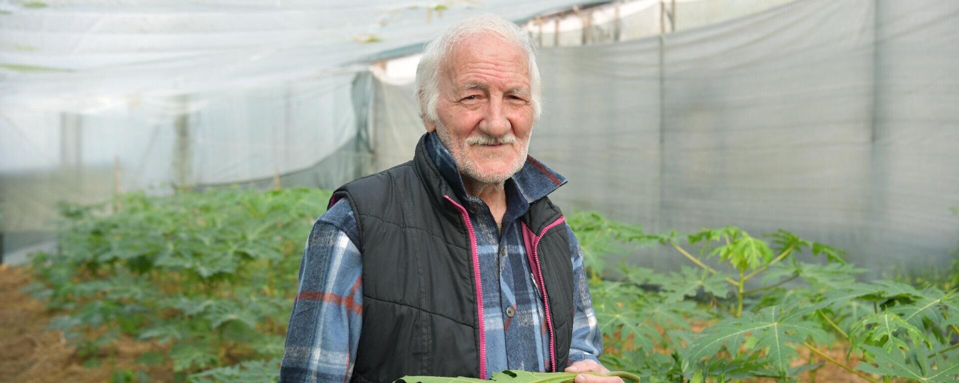 Выращивание папайи в теплице Валерием Нармания в г.Сухум Выращивание папайи в теплице Валерием Нармания в г.Сухум - Sputnik Абхазия, 1920, 22.12.2025