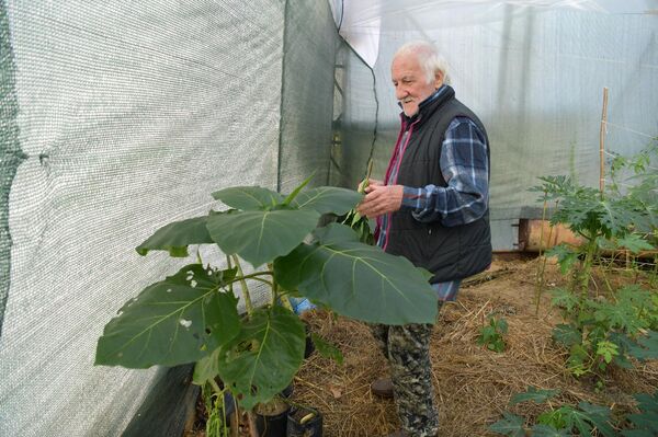 Выращивание папайи в теплице Валерием Нармания в г.Сухум - Sputnik Абхазия