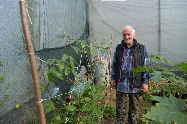 Выращивание папайи в теплице Валерием Нармания в г.Сухум - Sputnik Абхазия