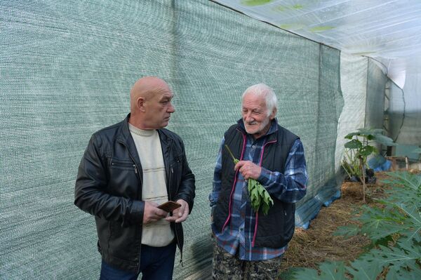 Выращивание папайи в теплице Валерием Нармания в г.Сухум - Sputnik Абхазия