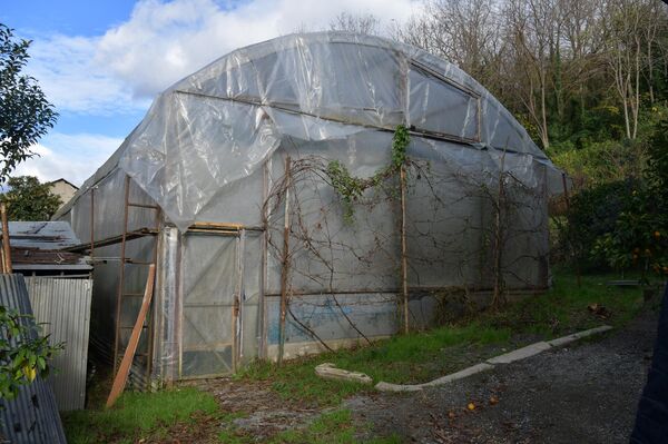 Выращивание папайи в теплице Валерием Нармания в г.Сухум - Sputnik Абхазия