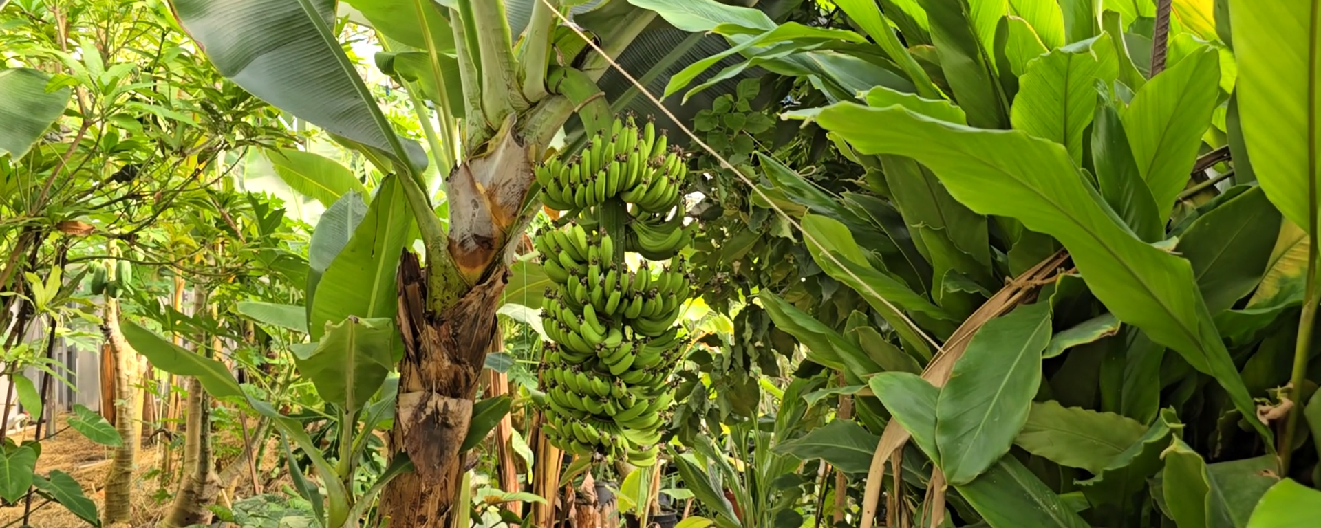 карликовый Кавендиш - Sputnik Аҧсны, 1920, 24.12.2025