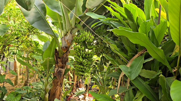 карликовый Кавендиш - Sputnik Аҧсны