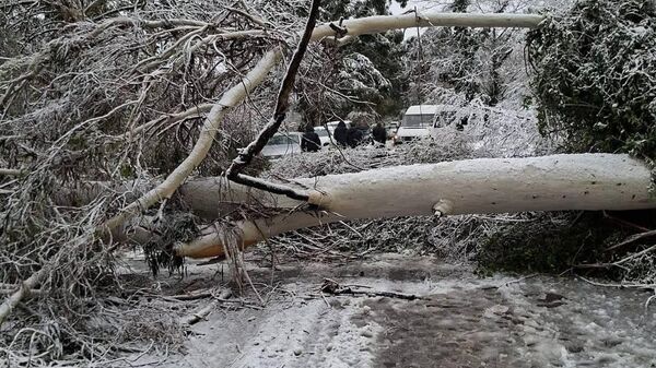 Дерево упало в Галском районе на дороге к КПП Ингур - Sputnik Абхазия