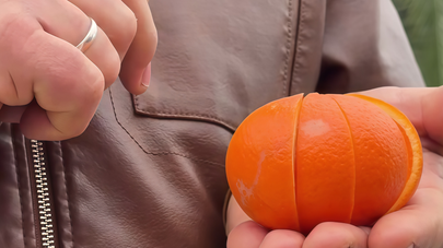 Новый сорт цитрусов, минеолу, вывели в Абхазии