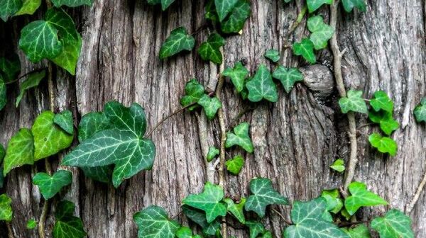 Иахьатәи амш, Ажьырныҳәа адырҩаҽны, Хылаҵа́ра, ма Хлаҵа́н ҳәа иашьҭан анкьа — день сеяния пуль - Sputnik Аҧсны