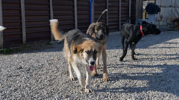 Волонтер Астанда Шуген и временный приют для бездомных собак в пос.Бзыпта - Sputnik Абхазия