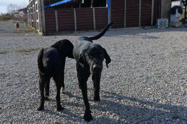 Приют этот открыл несколько лет назад гражданин Турции, который работал в Абхазии строителем - Sputnik Абхазия