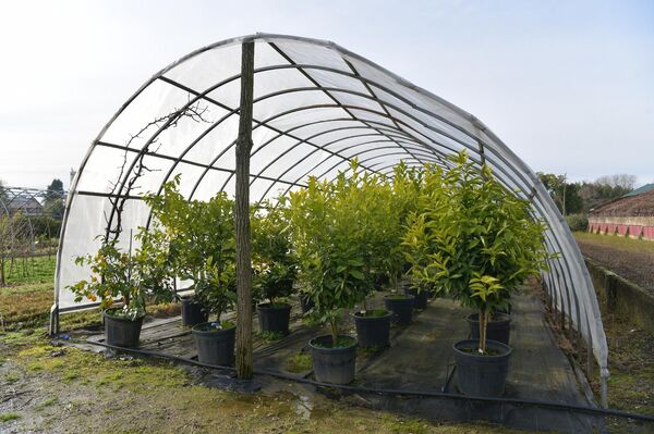 Растения выращиваемые в теплицах в институте сельского хозяйства в пос. Агудзера - Sputnik Абхазия