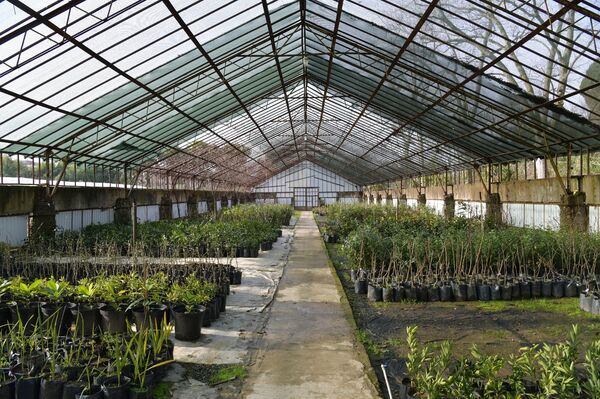 Растения выращиваемые в теплицах в институте сельского хозяйства в пос. Агудзера - Sputnik Абхазия