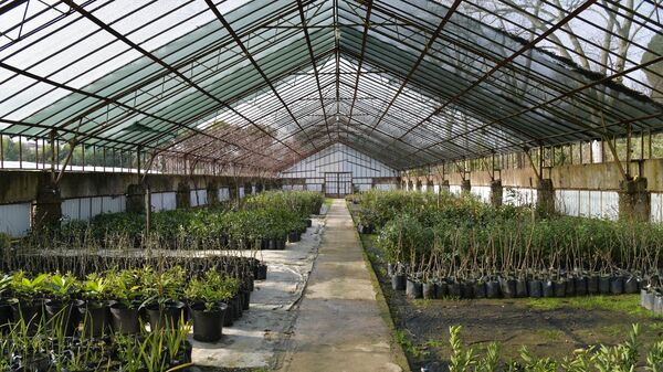 Растения выращиваемые в теплицах в институте сельского хозяйства в пос. Агудзера - Sputnik Аҧсны