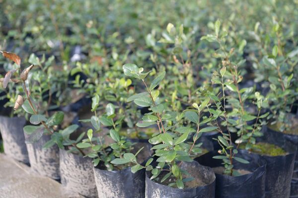 Растения выращиваемые в теплицах в институте сельского хозяйства в пос. Агудзера - Sputnik Абхазия