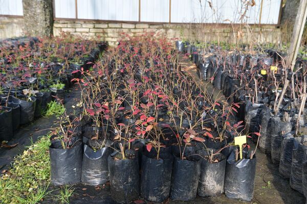 Растения выращиваемые в теплицах в институте сельского хозяйства в пос. Агудзера - Sputnik Абхазия