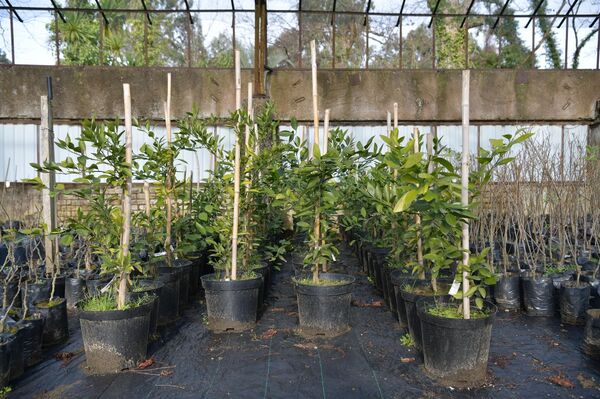 Растения выращиваемые в теплицах в институте сельского хозяйства в пос. Агудзера - Sputnik Абхазия