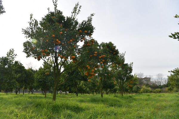 Цитрусовые растения, выращиваемые на территории института сельского хозяйства - Sputnik Абхазия