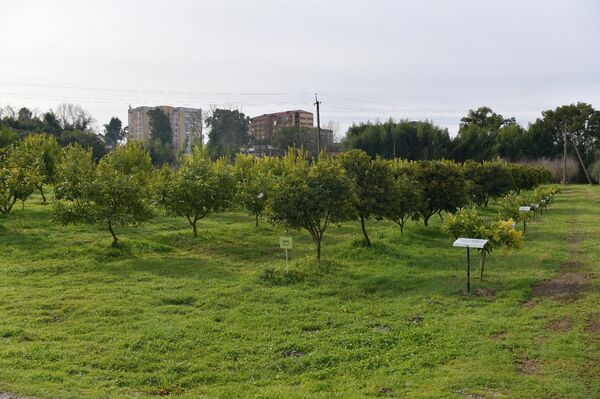 Цитрусовые растения, выращиваемые на территории института сельского хозяйства - Sputnik Абхазия